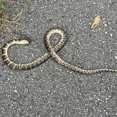 Lycodon semicarinatus