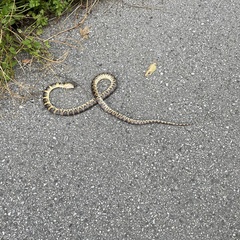 Lycodon semicarinatus