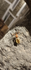 Epidaus bicolor