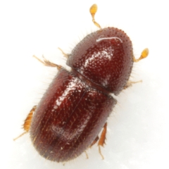 Coccotrypes distinctus