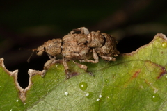 Chalepistes costifer