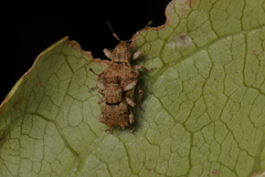 Chalepistes costifer