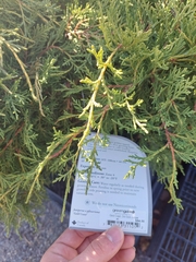 Juniperus × pfitzeriana