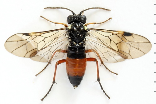 Red-belted Cleaver, photo 2 of 10