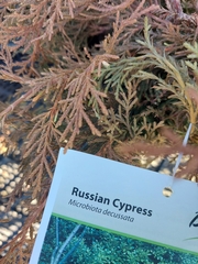 Microbiota decussata