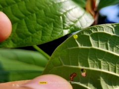 Cephonodes hylas