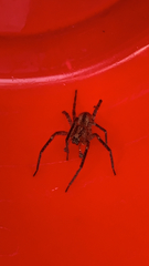 Zoropsis spinimana