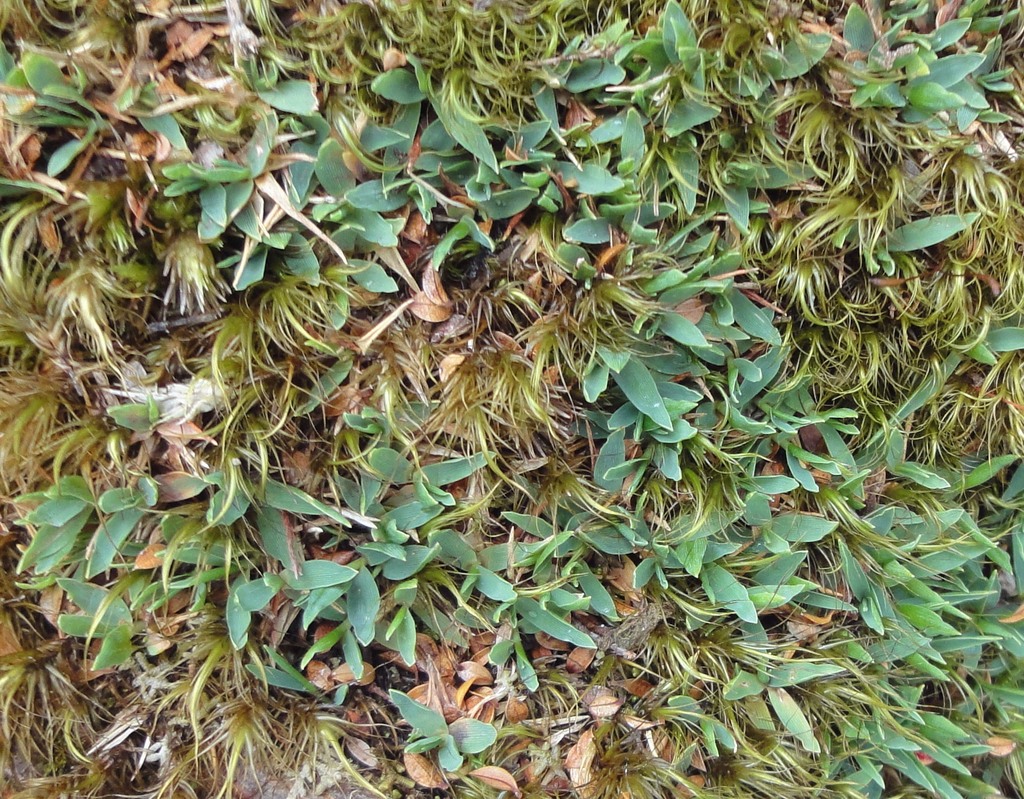 Zotovia thomsonii