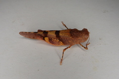Qualetta maculata