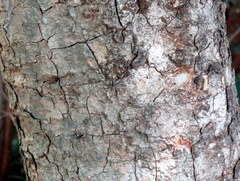 Vachellia leucophloea