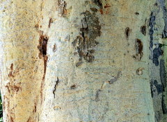 Ficus amplissima