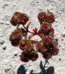 Crassula glomerata