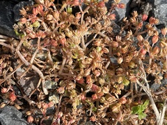 Crassula decumbens