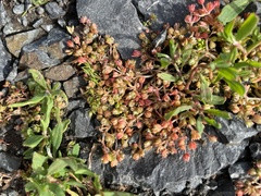 Crassula decumbens