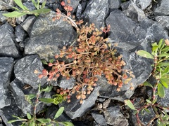 Crassula decumbens
