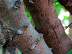 Ziziphus oenopolia