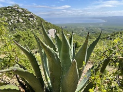 Agave aurea