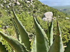 Agave aurea