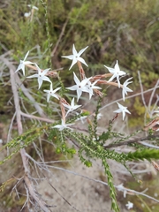 Lysinema pentapetalum