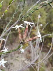Lysinema pentapetalum
