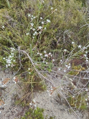 Lysinema pentapetalum
