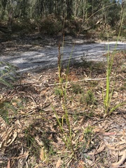 Gahnia radula