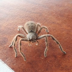 Isopedella saundersi