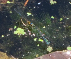 Austroagrion