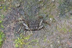 Shinobium trapezoideum