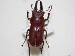 Prismognathus dauricus