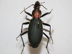 Carabus jankowskii