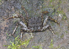 Shinobium trapezoideum