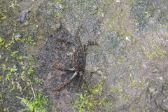 Shinobium trapezoideum