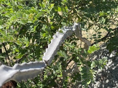 Peniocereus johnstonii