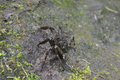 Shinobium trapezoideum