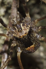 Forsteropsalis inconstans