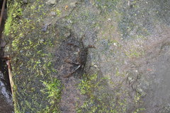 Shinobium trapezoideum