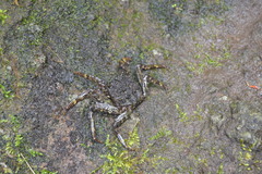 Shinobium trapezoideum