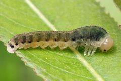 Allantus togatus