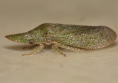 Ledropsis