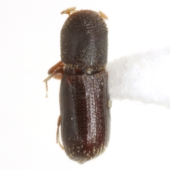 Micracisella opacithorax