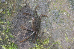 Shinobium trapezoideum