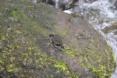 Shinobium trapezoideum