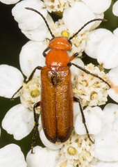 Nemognatha scutellaris