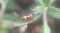 Monolepta orientalis