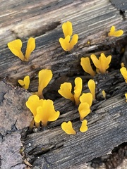Dacrymyces spathularia