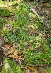 Carex longebrachiata