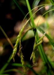 Carex longebrachiata