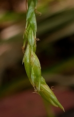 Carex longebrachiata