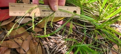 Carex longebrachiata